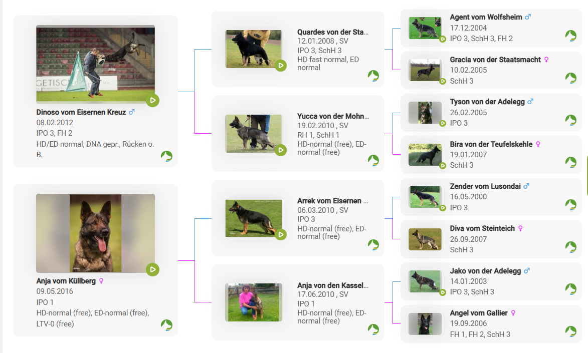 Pedigree for SG Quardes vom Eisernen Kreuz BH-VT/AD/IGP3/KKL