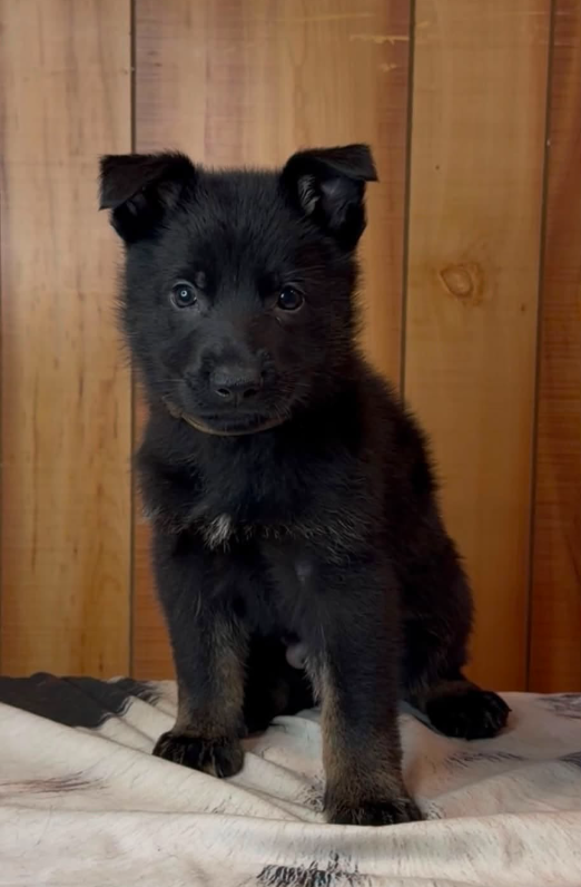 Retro Ze Zadnich lesu