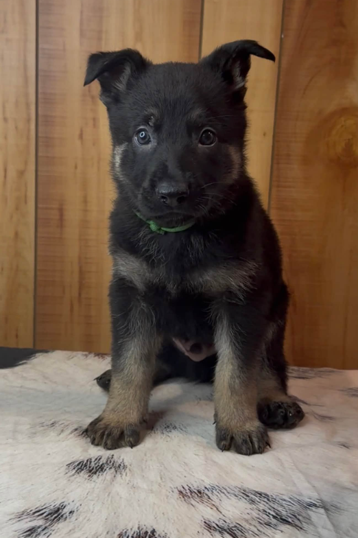 Slate Ze Zadnich lesu